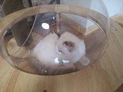 超可爱的猫猫-喵屋coffee