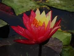-陕西省西安植物园