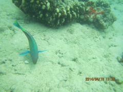 android_upload_pic-东姑阿都拉曼海洋公园