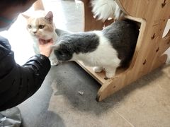 -飞行喵MR PILOT|猫舍·猫咖(静安大融城店)
