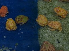 -青石桥花鸟鱼虫市场(叠翠城店)