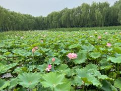 -东升八家郊野公园