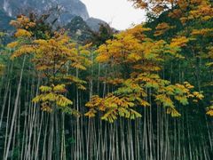-秦岭天竺山景区