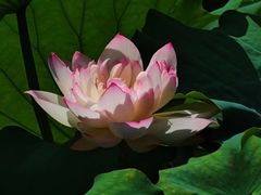 -荔湾湖公园