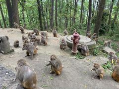 -黔灵山公园