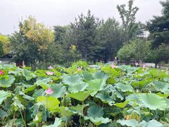-晋祠公园