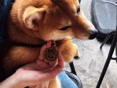 -柴犬高等学院·狗咖·柴犬售卖·宠物训练
