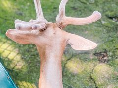 -深圳野生动物园