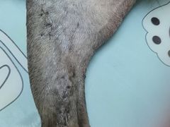 -谐和益家动物医院·免疫绝育·血液透析·宠保定点医院(高新伊藤分院)
