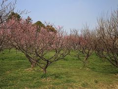 -上海海湾国家森林公园