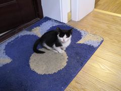 -艾贝尔宠物医院·24H转诊中心·肿瘤猫专科(江宁双龙店)