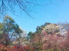 -杭州植物园