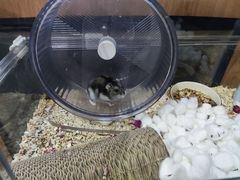 -钓仓鼠(洋桥北里小区店)
