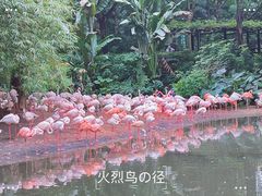 -广州长隆野生动物世界