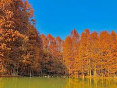 -上海海湾国家森林公园