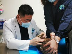 -喜多萌中农锦绣动物医院24H·猫科·牙科MRI·CT