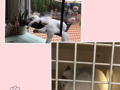 -有猫主题·治愈系猫咖(曾厝垵店)