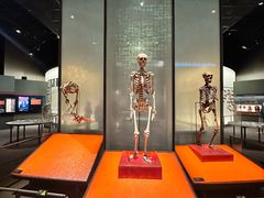 -美国自然历史博物馆