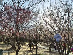 -香雪海