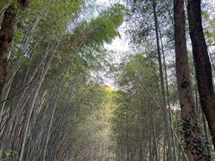 -西湖风景区十里琅珰-五云山