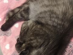 -团子家猫咪猫咖馆·柯基·柯尔鸭
