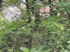 -平湖九龙山庄园圣马可酒店