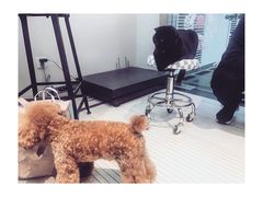 -PETKIT 小佩宠物·低压洗护·美容·寄养(安远店)