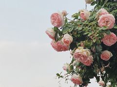 -春风十里咖啡馆