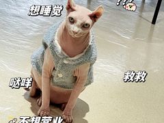 -藏猫猫咖啡主题馆(中央大道店)