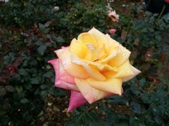 -人民公园(罗湖区)