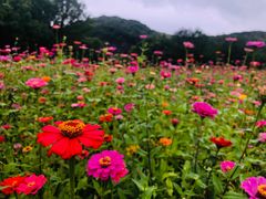 -上海佘山国家森林公园天马山园