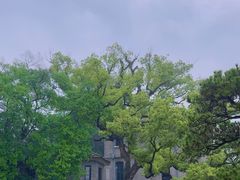 -江心屿景区