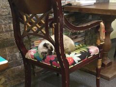 -猫色咖啡·猫咖