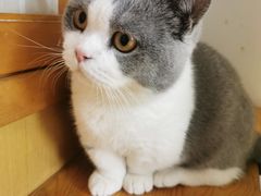 -猫在这儿猫咪咖啡馆·撸猫馆