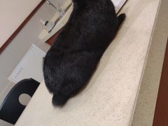 -艾贝尔宠物医院·24H转诊中心·肿瘤猫专科(江宁双龙店)