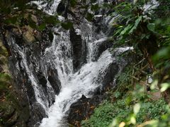 -莫里热带雨林景区