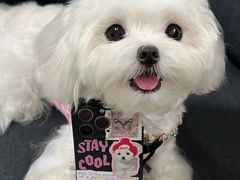 -萌宠之家·腊肠犬·马尔泰·小体犬舍