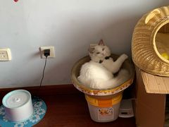 -猫大福·Fortune Cat猫舍(百子湾店)