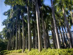 -深圳国际园林花卉博览园