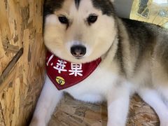 -Husky Go! 哈士奇体验馆·宠物咖啡厅狗咖