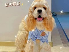 -萌宠之家·腊肠犬·马尔泰·小体犬舍