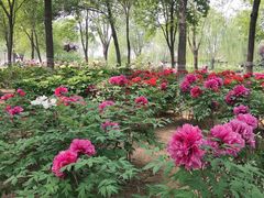 -石家庄市植物园