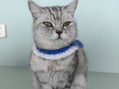 -怪兽屋·羊驼·猫咖·狗咖(俊华广场店)