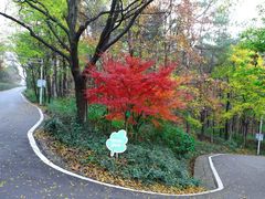 -南京老山国家森林公园