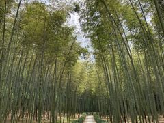 -大奇山国家森林公园