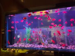 -九洲喜来登酒店湖月日餐厅
