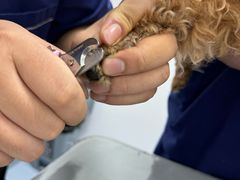 -宠物星动物医院·眼科·异宠·猫科(江南大道总院)