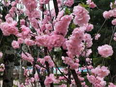 -黄村公园