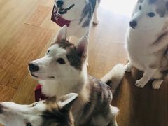 -Husky Go! 哈士奇体验馆·宠物咖啡厅狗咖