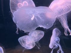 -欢乐海岸海洋奇梦馆